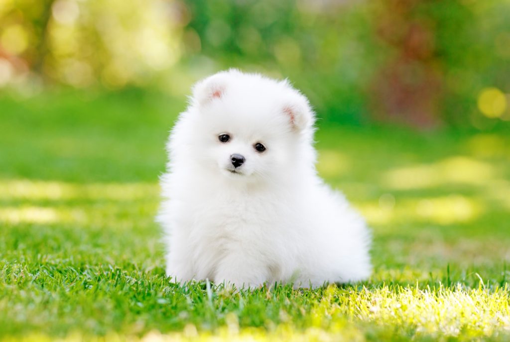 adorable-dog-puppy