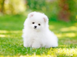 adorable-dog-puppy