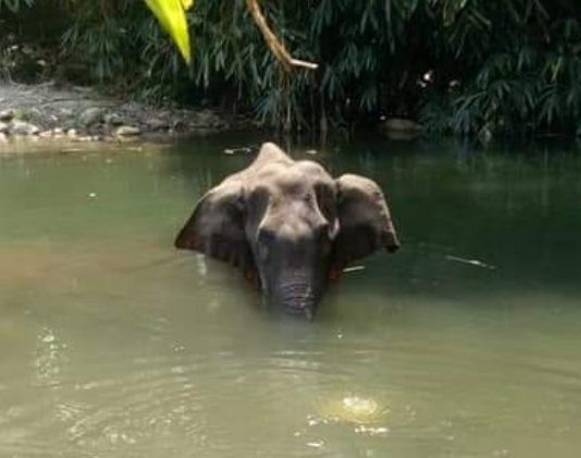 How Bollywood reacted on pregnant elephant’s death after eating cracker filled pineapple. elephant-death-kerala