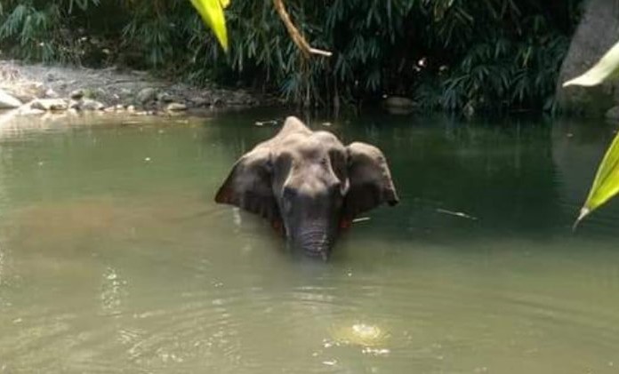 elephant-death-kerala
