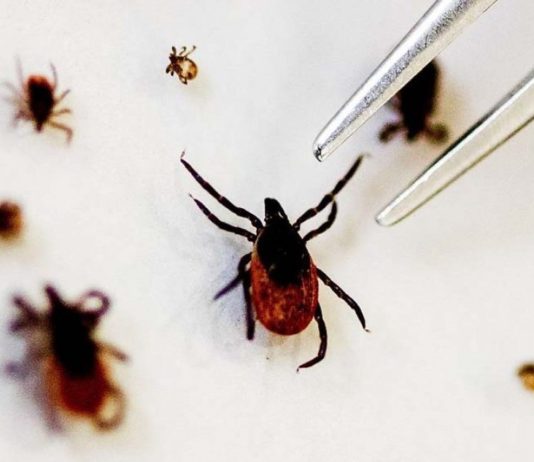 चीन में कोरोना के बाद अब एक नए वायरस का कहर। Tick-borne-virus-khabar-worldwide