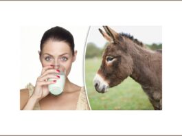 donkey-milk