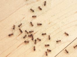 ants-in-houses