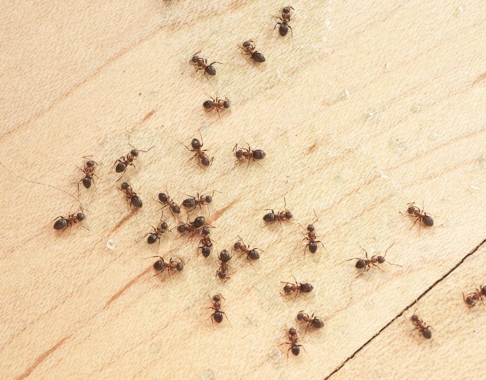 ants-in-houses