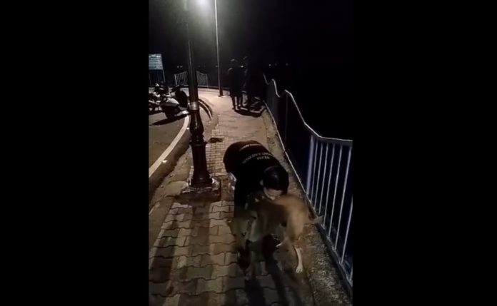 dog-thrown-into-lake-video-in-bhopal