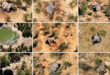 mystery-of-elephants-death