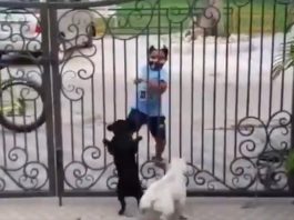 kid-dancing-to-tease-dogs