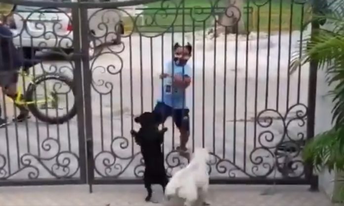 kid-dancing-to-tease-dogs