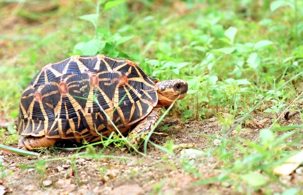 couple-found-an-rare-indian-star-tortoise-species-in-maharashtra
