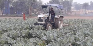 farmer-got-upset-and-drove-a-tractor-on-his-cabbage-crop