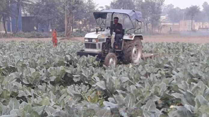 farmer-got-upset-and-drove-a-tractor-on-his-cabbage-crop