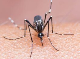learn-easy-ways-to-get-rid-from-mosquitoes