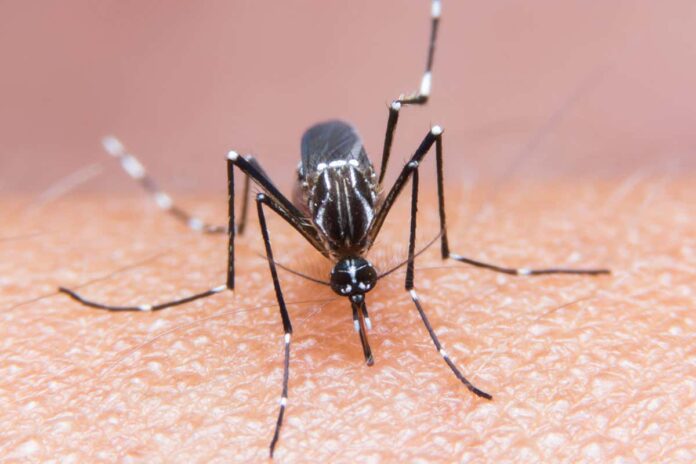 learn-easy-ways-to-get-rid-from-mosquitoes