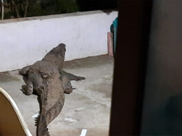 the-crocodile-entered-a-house-in-kerala