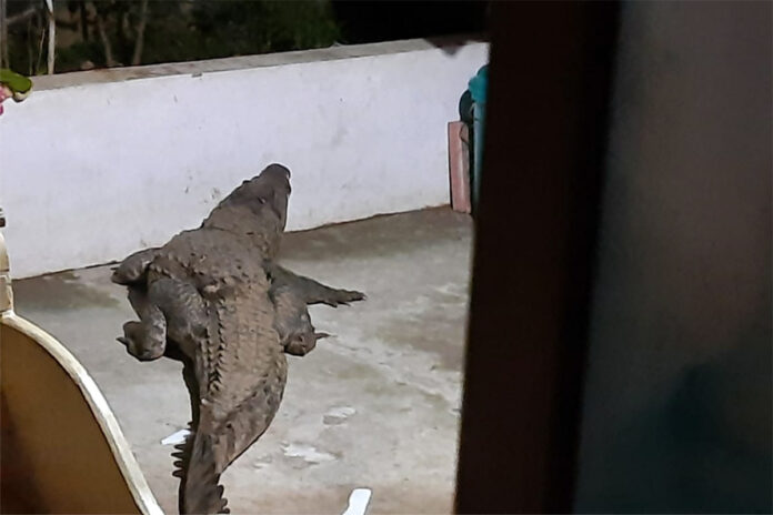 the-crocodile-entered-a-house-in-kerala