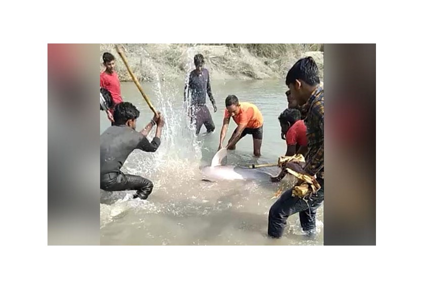 people-killed-dolphin-in-up