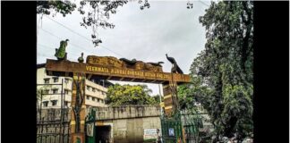 मुंबई चिड़ियाघर फिर से खुलने के पहले दिन बने बाघ, पेंगुइन मुख्य आकर्षण।